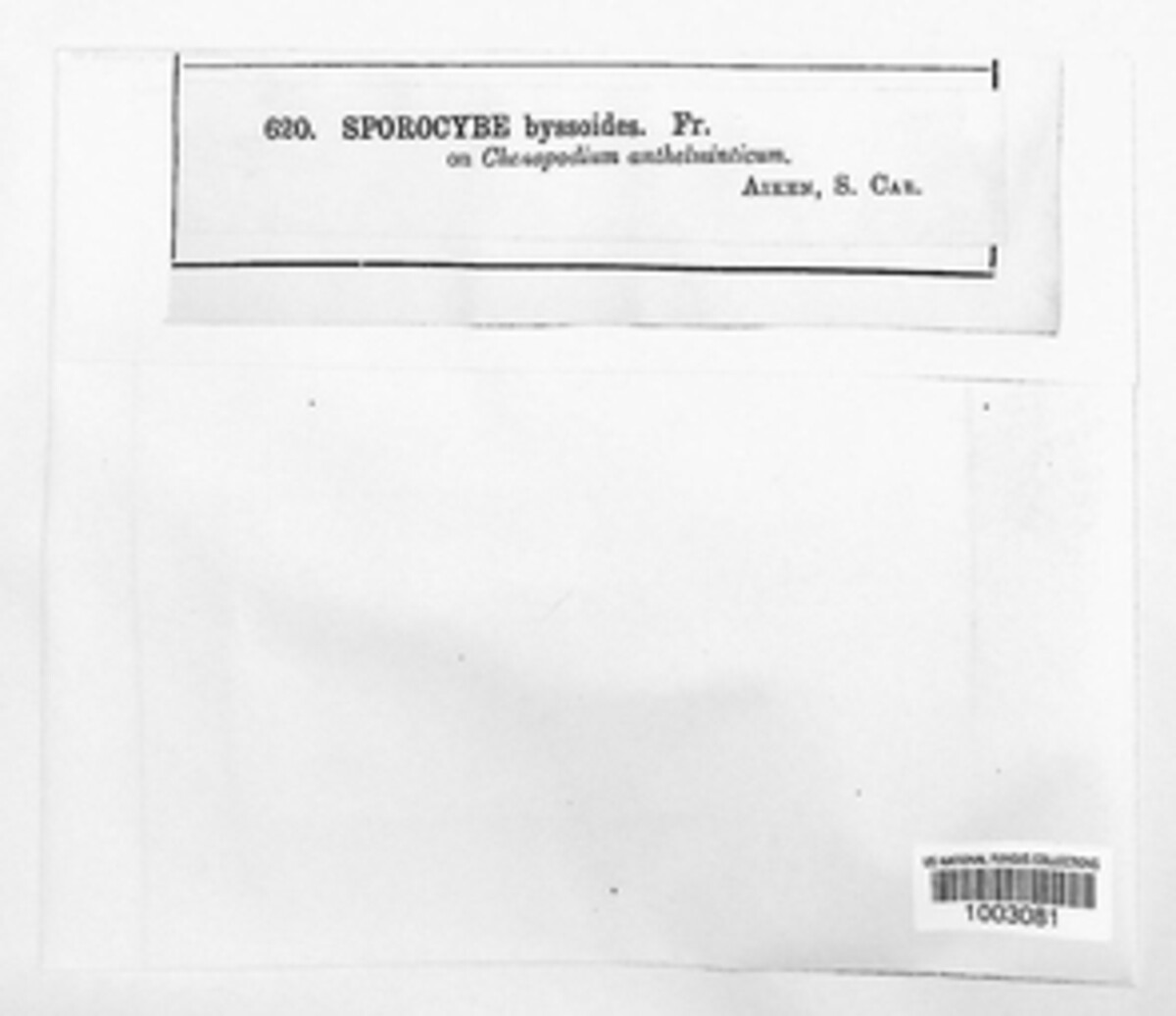 Periconia byssoides image